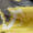 Oil Yellow